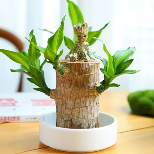 GreenVibes™ Lucky Brazilian Wood Plant | Free Shipping!