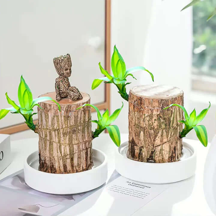 GreenVibes™ Lucky Brazilian Wood Plant | 50% OFF + Free Shipping!