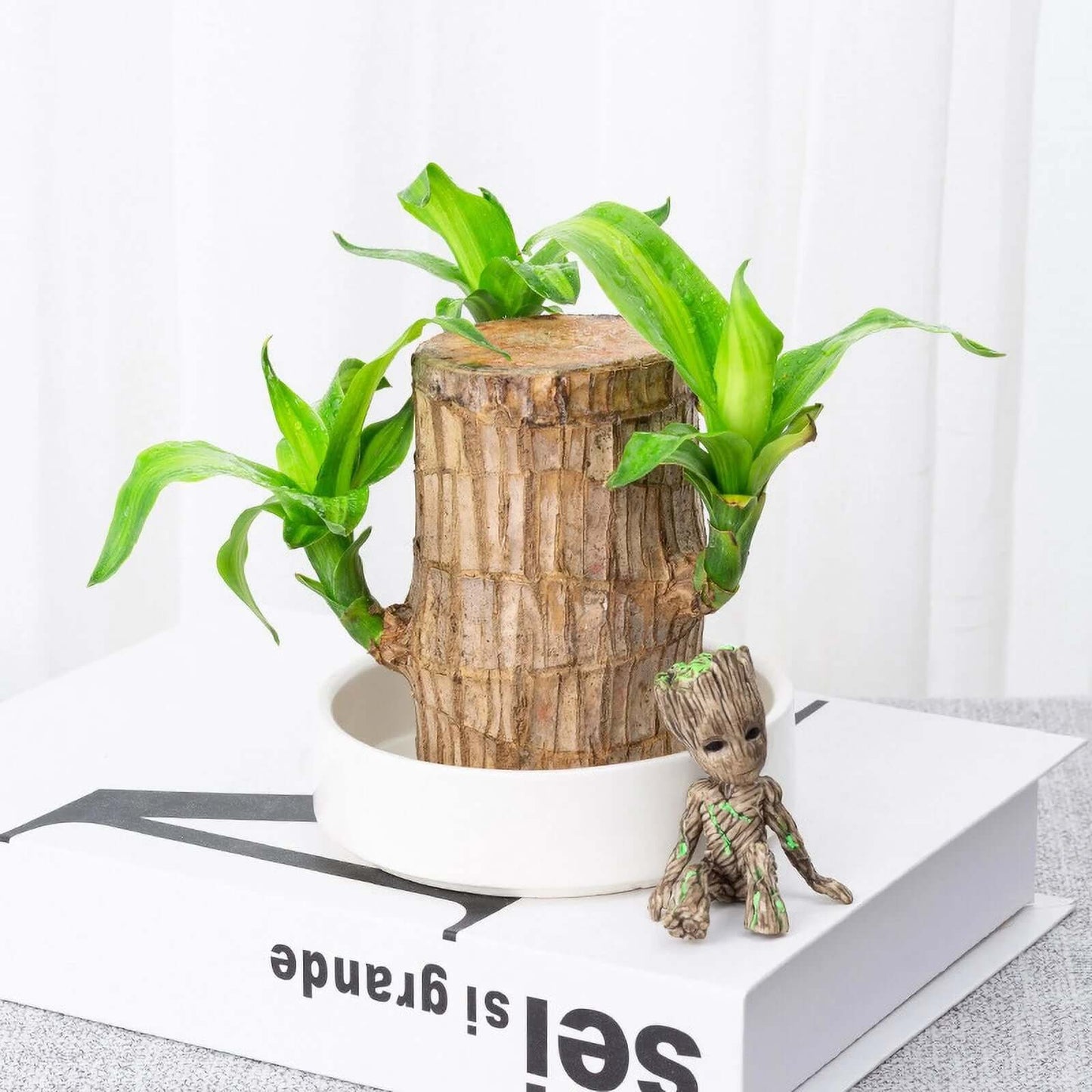 GreenVibes™ Lucky Brazilian Wood Plant | Free Shipping!