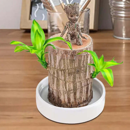 GreenVibes™ Lucky Brazilian Wood Plant | Free Shipping!