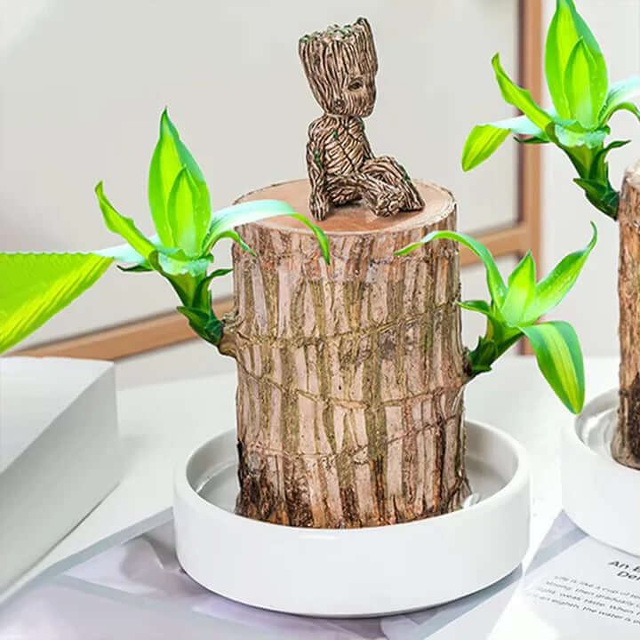 GreenVibes™ Lucky Brazilian Wood Plant | 50% OFF + Free Shipping!